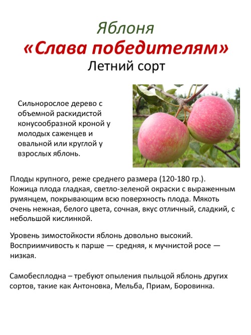 Характеристики, рекомендации по выращиванию зимней яблони вишневое
