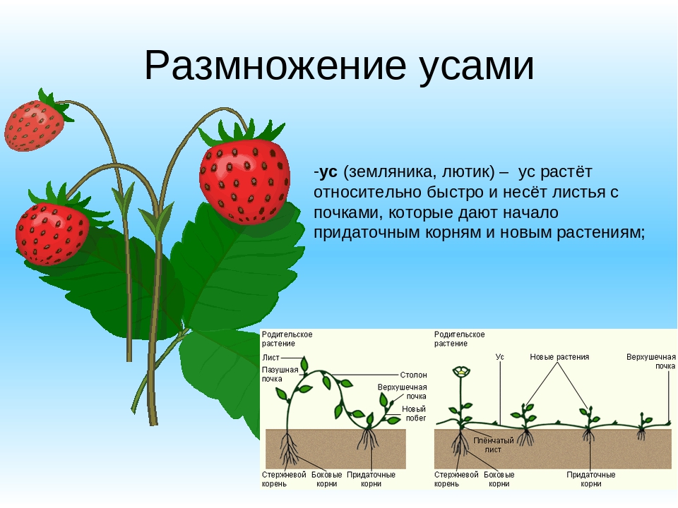 Клубника фейерверк: описание сорта и характеристики, выращивание и уход с фото
