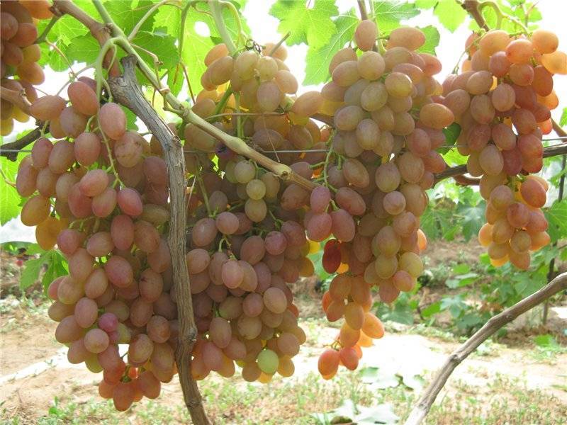 Виноград «румба»: описание сорта, фото и отзывы. основные плюсы и минусы, срок хранения урожая, аналоги, характеристики и особенности выращивания в регионах