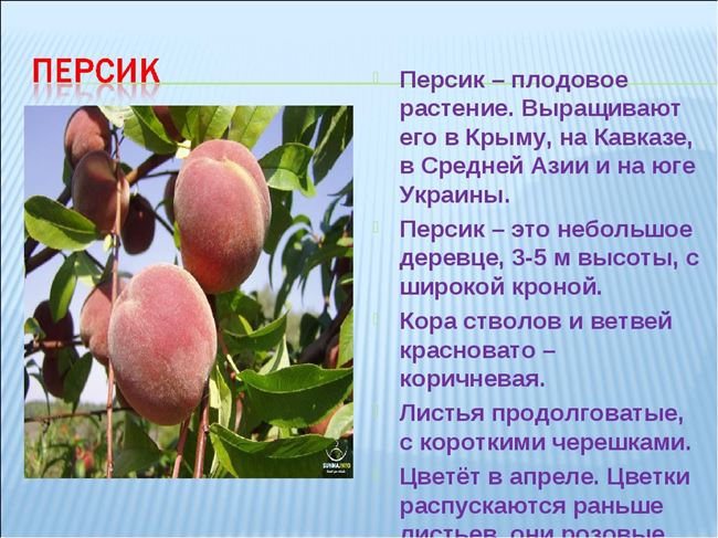 Инжирный персик - польза, калорийность, описание основных сортов
