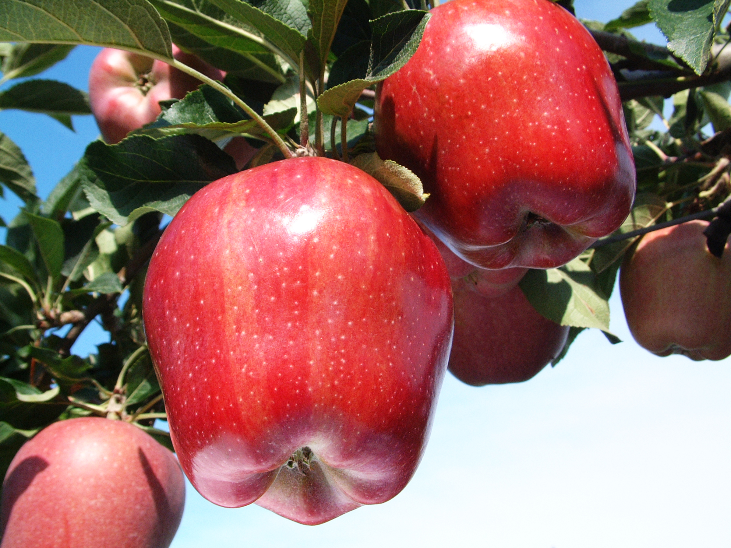 Яблоня ред делишес – выращивание и полезные свойства
