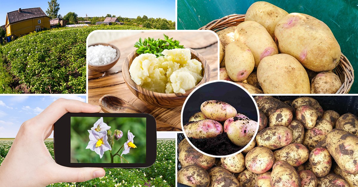 Описание и характеристика сорта картофеля пикассо, урожайность, отзывы, фото