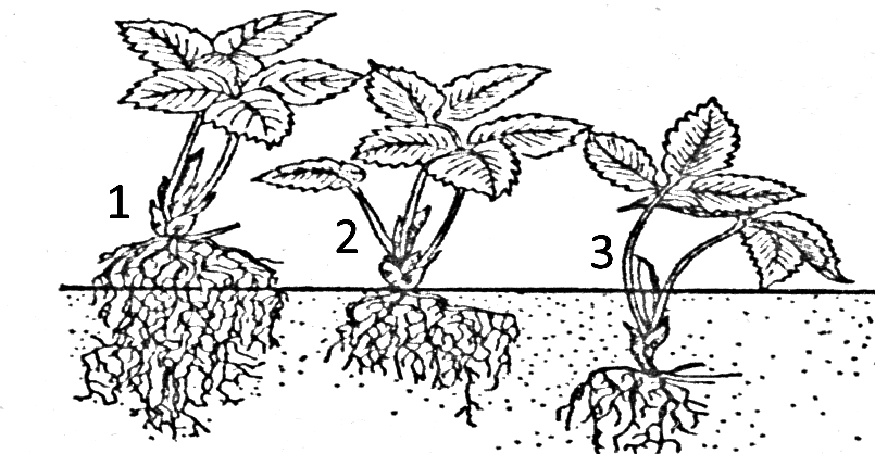 Как называется способ размножения садовой земляники изображенный на рисунке