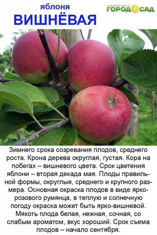 Яблоня вишневое: описание и характеристики сорта, тонкости выращивания, отзывы