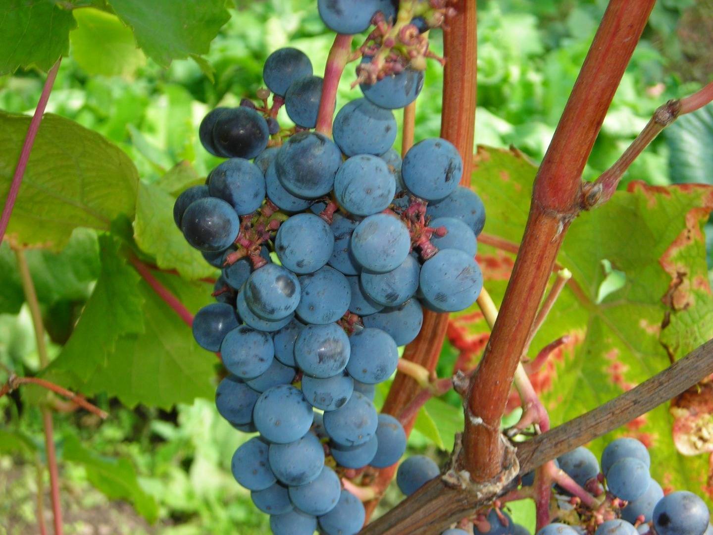 Виноград амурский: описание сорта, фото и отзывы