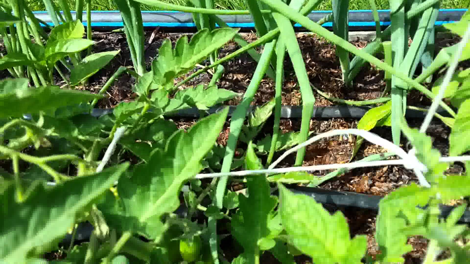 Метод терехиных по выращиванию томатов: технология посева и ухода с видео