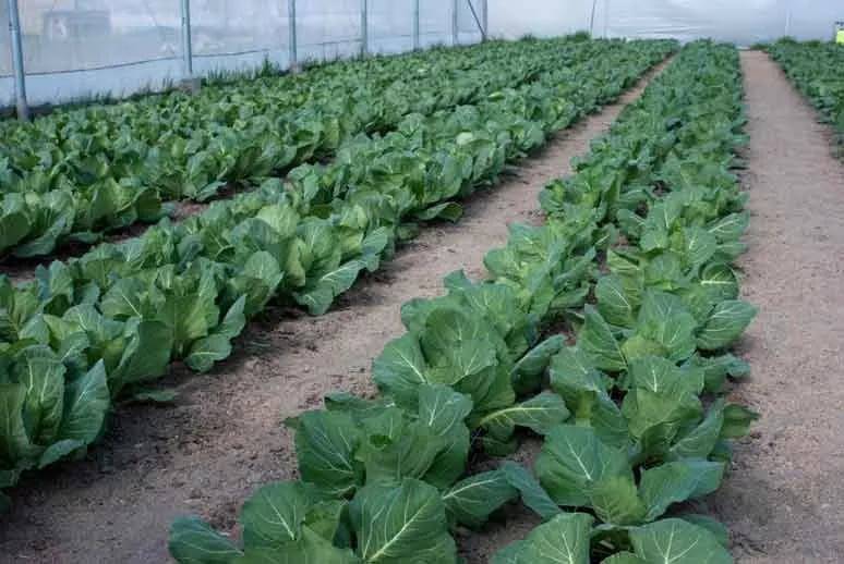 Все о выращивании брокколи: от посева до сбора урожая