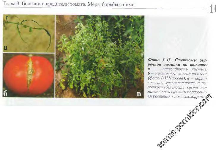 Какие бывают вредители и болезни у томатов | cельхозпортал