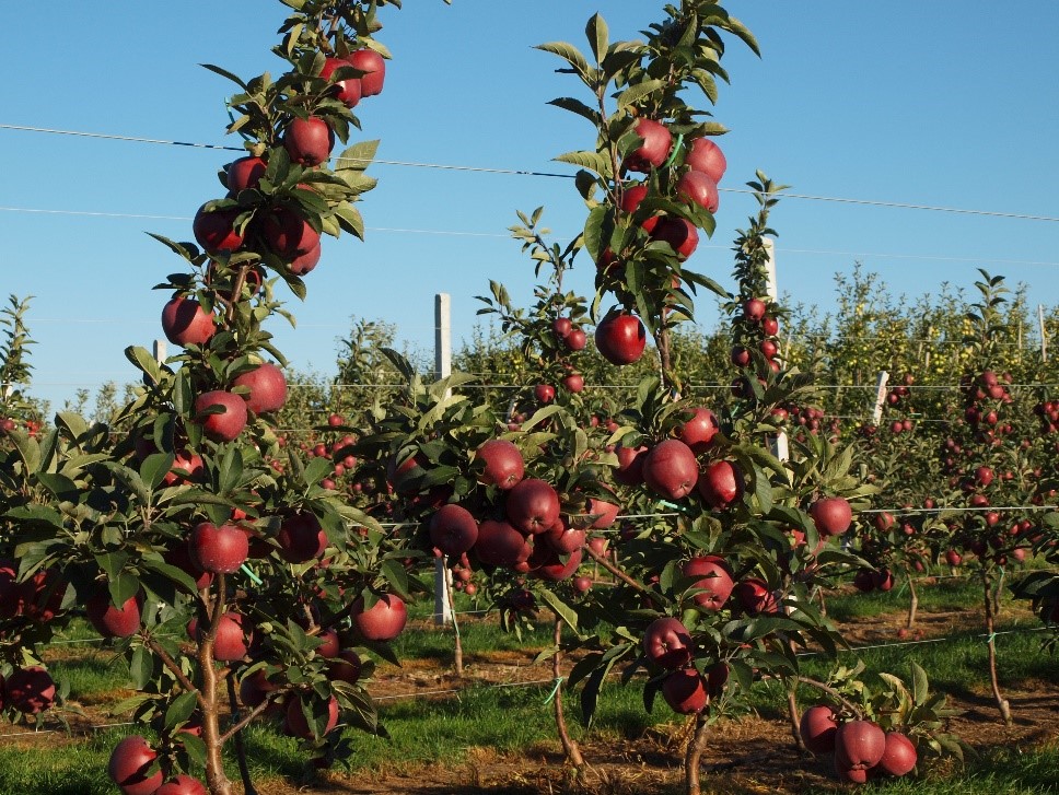 Карликовые яблони: преимущества осенней или весенней посадки и ухода