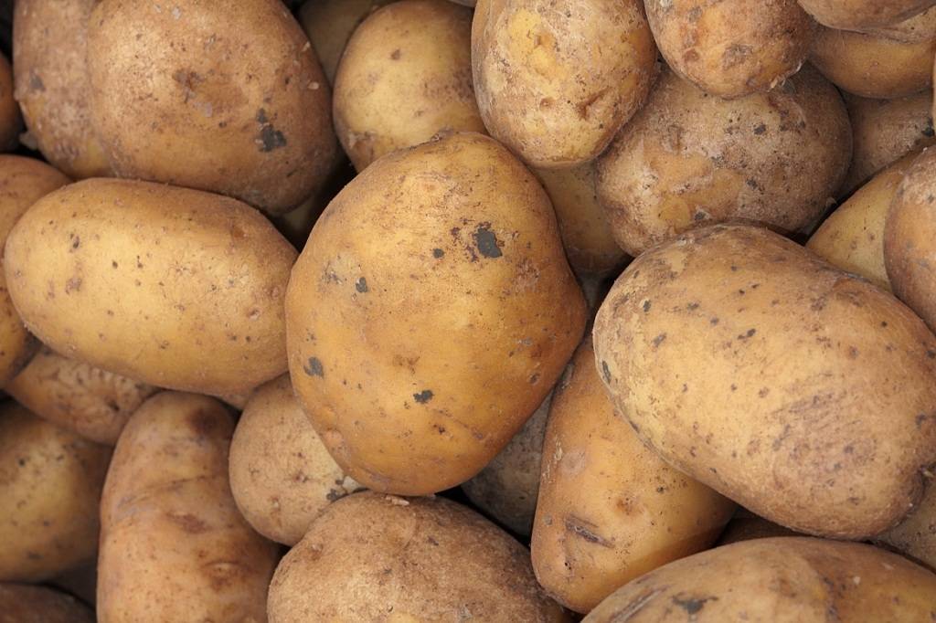 Сорт картофеля славянка: описание, фото и отзывы о выращивании, характеристика, вкусовые качества