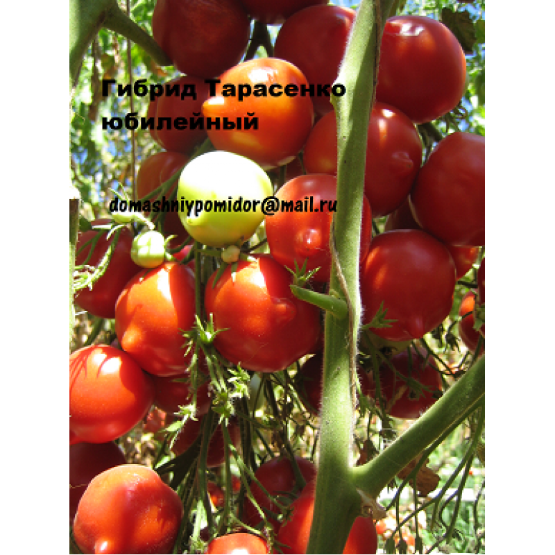 Томат юбилейный тарасенко: характеристика и описание сорта, урожайность, отзывы с фото