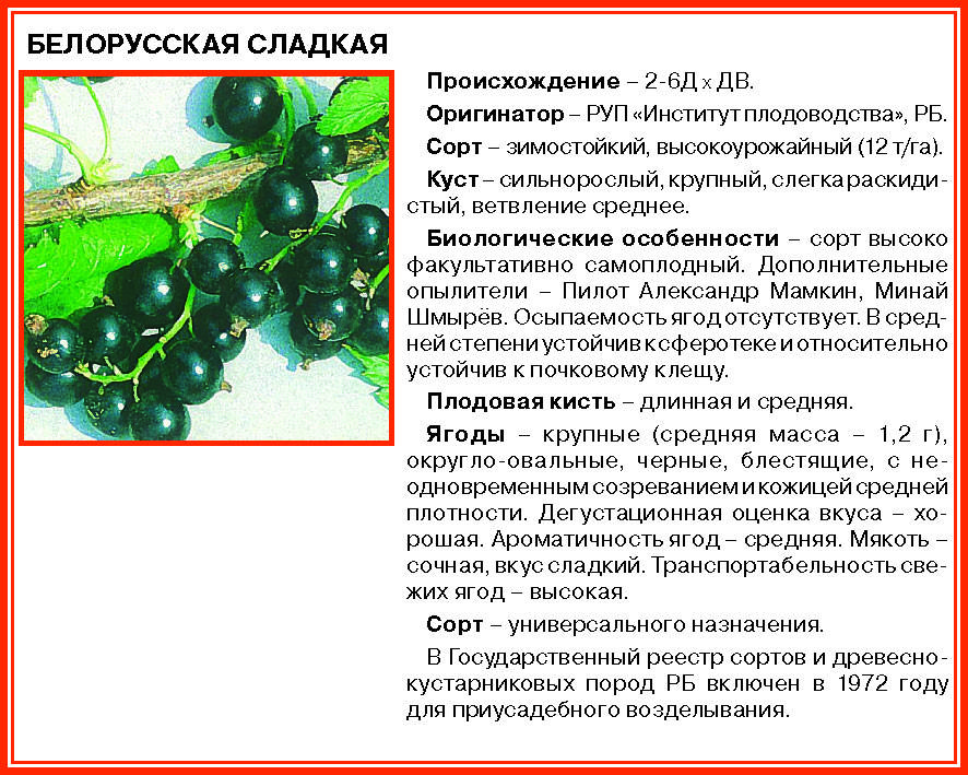 ᐉ черная смородина лучшие сорта для подмосковья - zooshop-76.ru