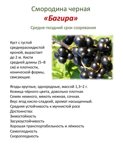 Сорта черной смородины: описание, характеристика, фото