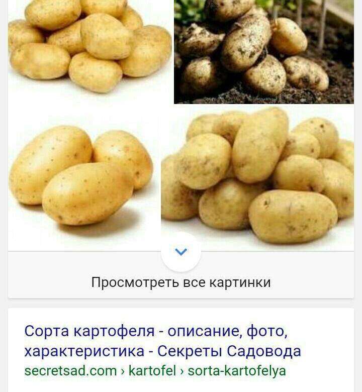 Характеристика и описание сорта картофеля красавчик, выращивание и уход
