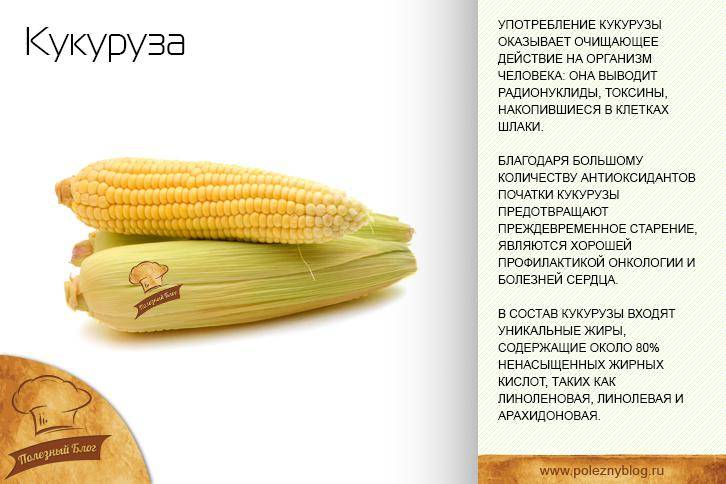 Кукуруза: польза и вред для здоровья и организма, витамины в кукурузе