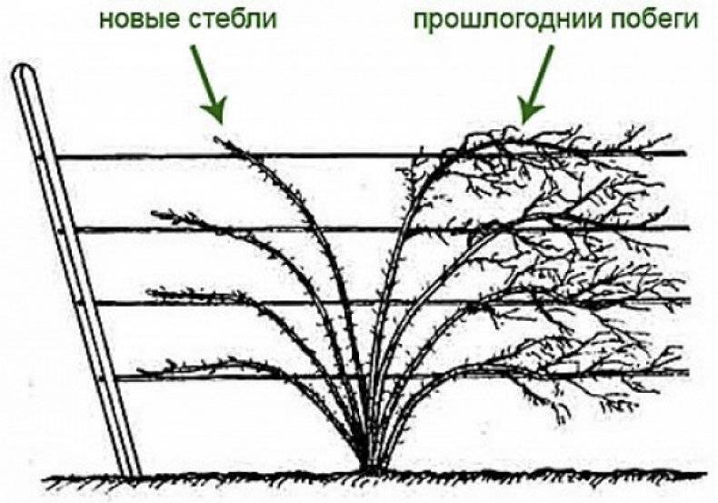 Ежевика торнфри: описание сорта, выращивание и уход, формирование куста
