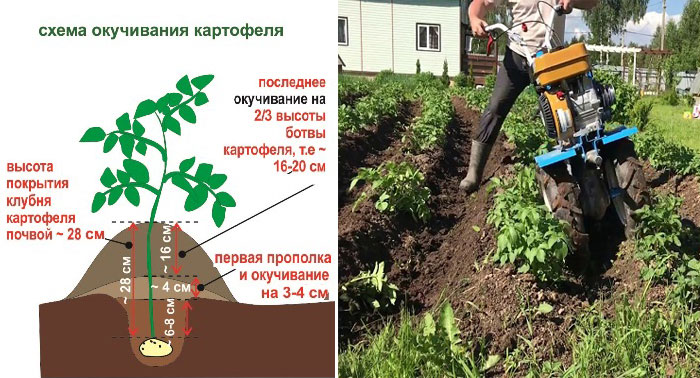 Как окучивать картошку вручную правильно: пошаговая инструкция традиционного, веерного способа и по замяткину, а также когда это лучше делать русский фермер