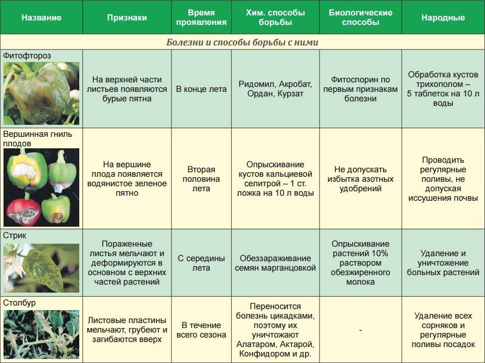 Обработка капусты от болезней и вредителей: самые эффективные средства, календарь обработки