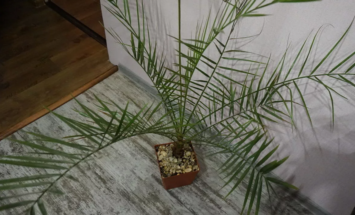 Финиковая пальма: выращивание из косточки, уход в домашних условиях