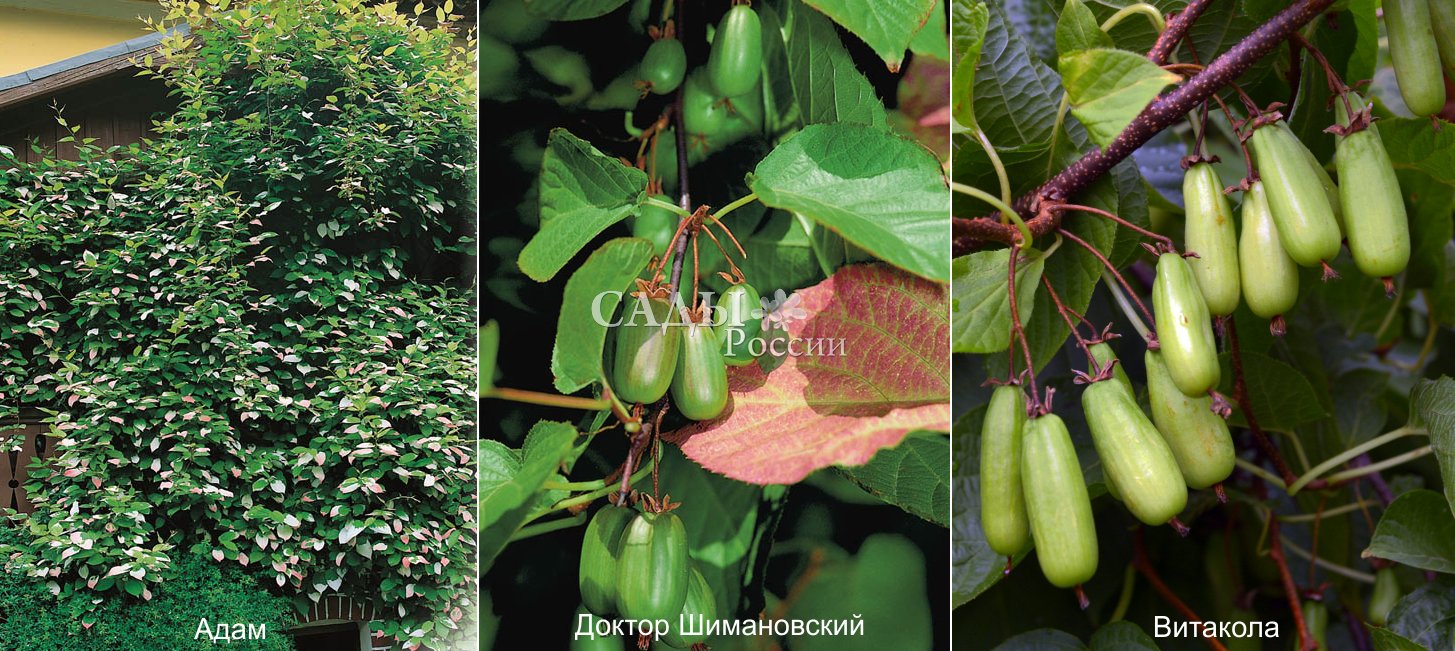 Актинидия посадка и уход сорта с фото и описанием выращивание из семян черенкование