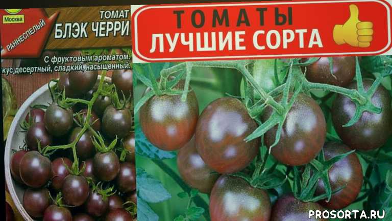 Томат черный русский: характеристика сорта, агротехника выращивания с фото