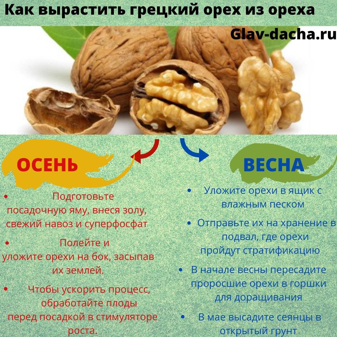 Как правильно посадить грецкий орех из ореха осенью в домашних условиях осенью: посадка и уход, подкормка, видео