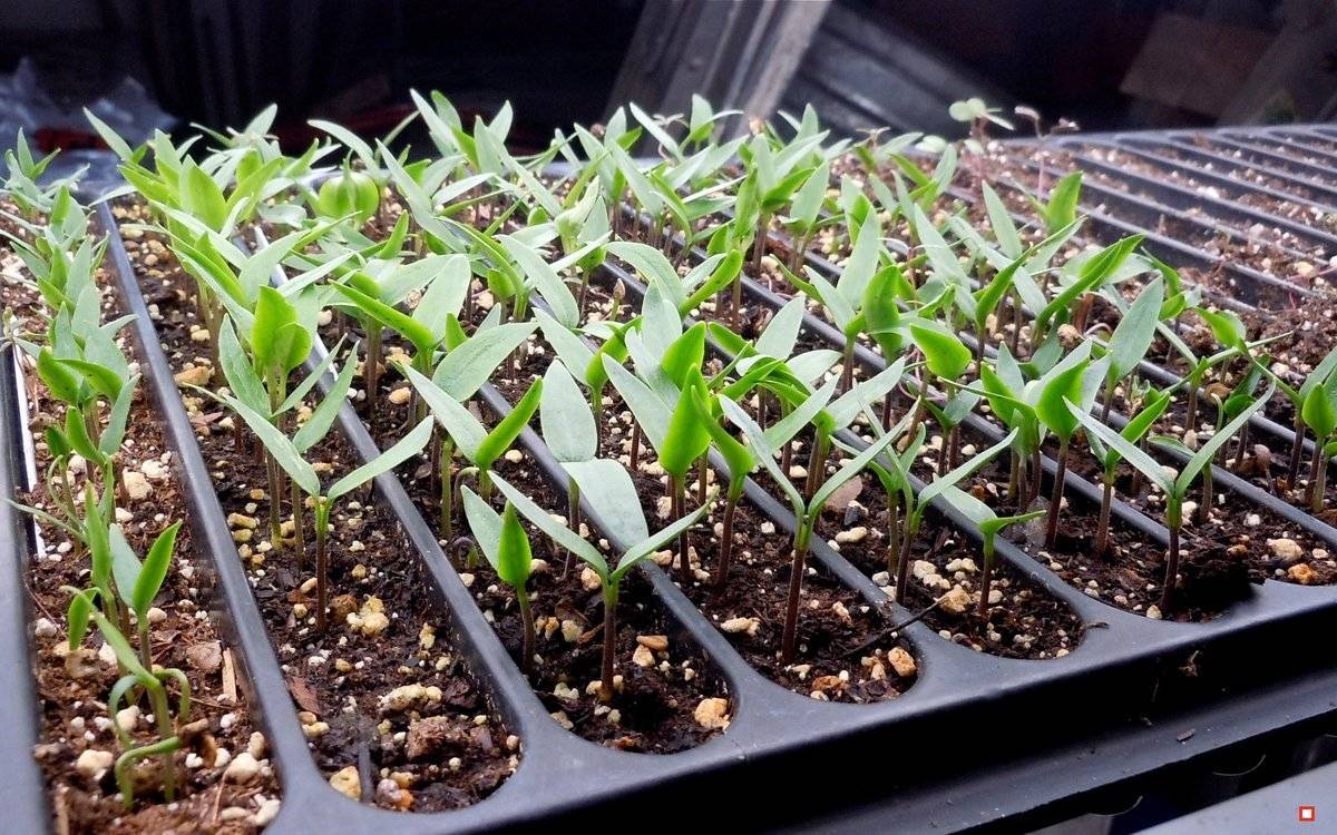 Выращивание рассады перца: посев, уход, пикировка