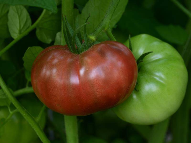 Надежный, завоевавший доверие многих фермеров томат — черномор: полное описание сорта