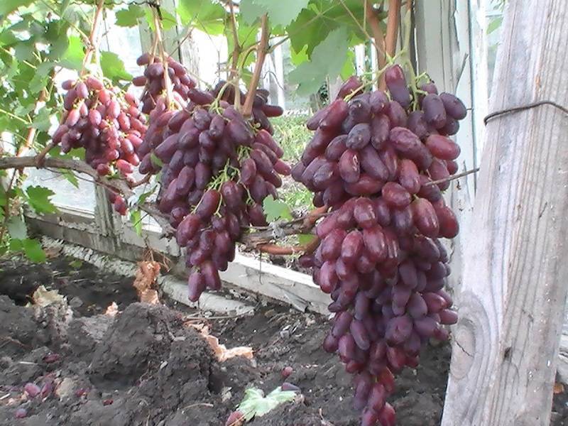 Ризамат устойчивый — сорт винограда — виноград