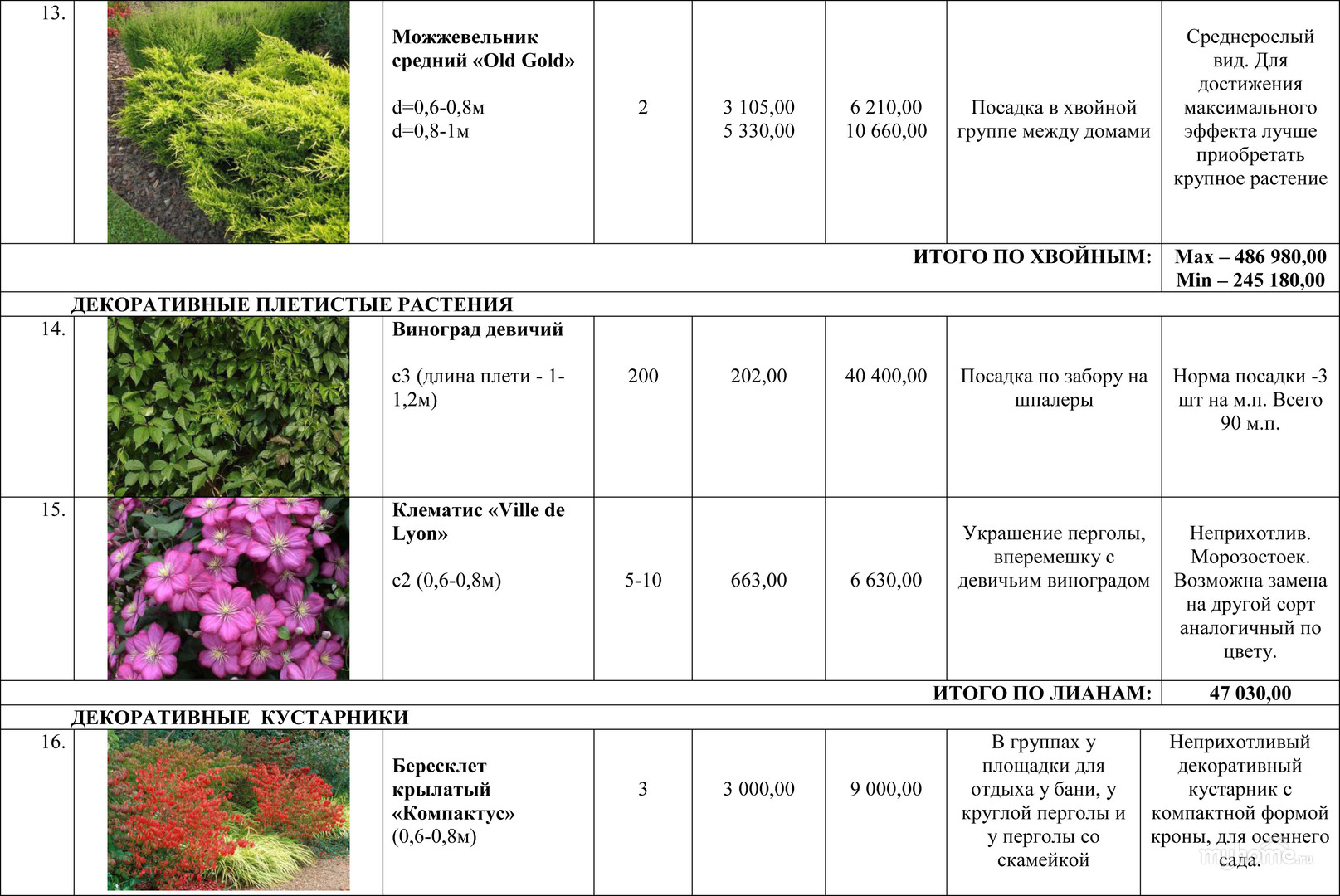 Астра цветок: описание, фото, посадка, уход, применение в саду