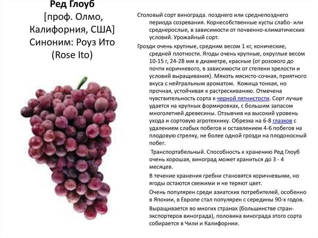 Сорт винограда восторг — отзывы 	 отрицательные. нейтральные. положительные. + оставить отзыв отрицательные отзывы татьяна в. http://sornyakov.net/berries/vinograd-vostorg-sort-vyzyvayushhij-buryu-pol