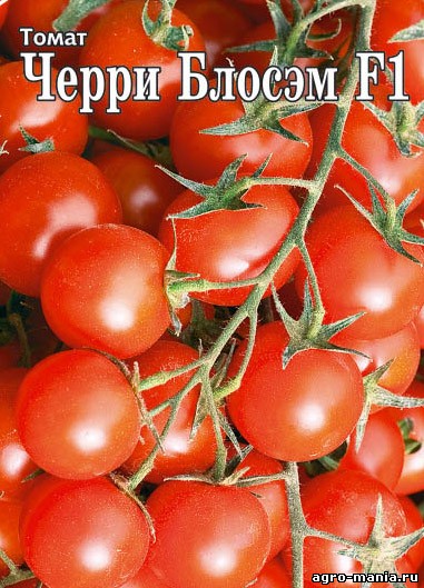 Томат "черри блосэм" f1: описание сорта, как выращивать, секреты посадки и ухода, высота куста помидор, а также борьба с болезнями и вредителями русский фермер