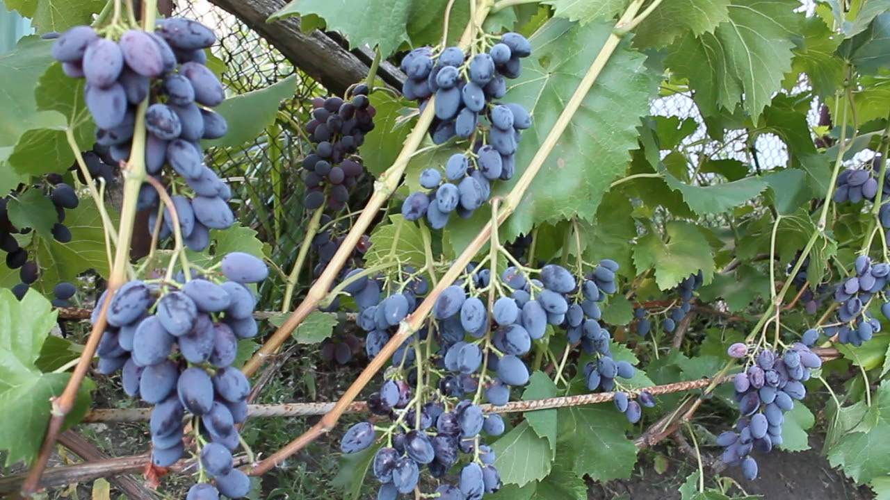 Виноград юпитер: описание сорта, достоинства и недостатки кишмиша