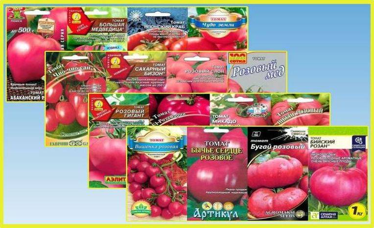 Описание сорта томата пандароза, особенности выращивания и ухода