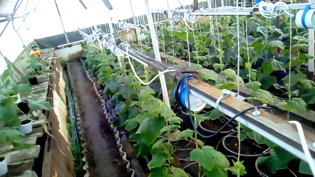 Как вырастить петрушку в теплице зимой и осенью ➤ видео + фото