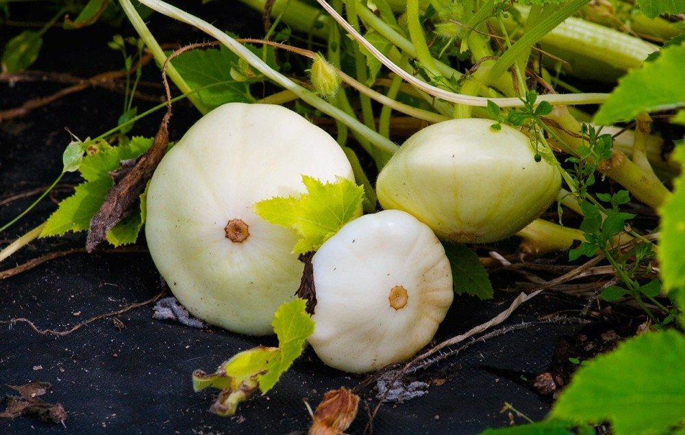 Как выращивать патиссоны в открытом грунте