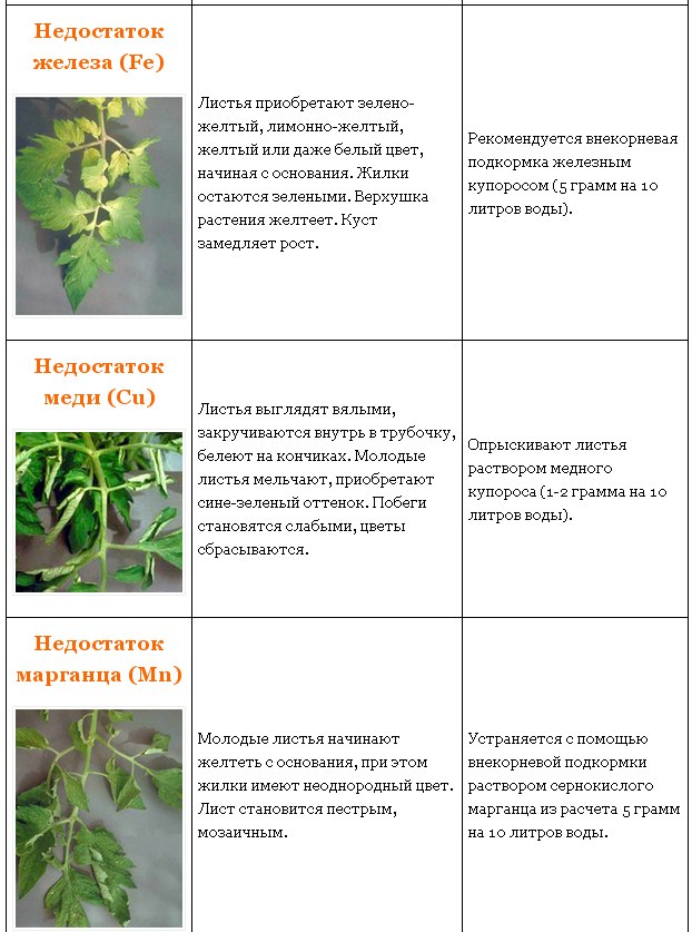 Как выглядят листья огурцов при нехватке микроэлементов фото и описание