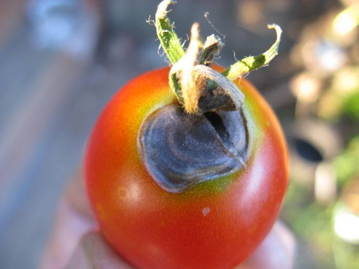 Почему чернеют помидоры - что делать с поврежденными томатами, советы по выбору удобрений и обработка томатов (100 фото)