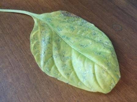Белые пятна на листьях рассады перца с фотографиями