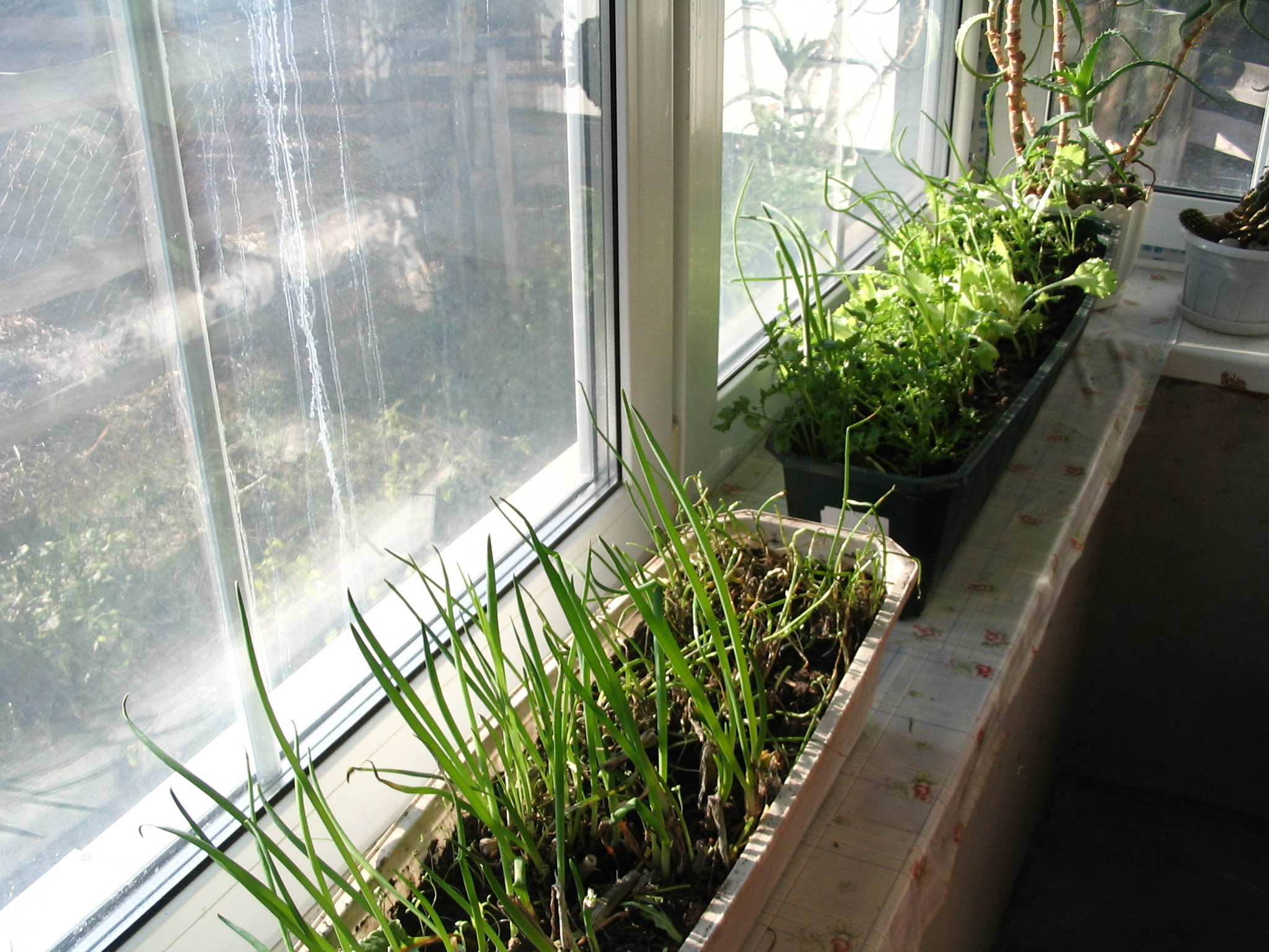 Как посадить и вырастить укроп из семян в домашних условиях на подоконнике зимой