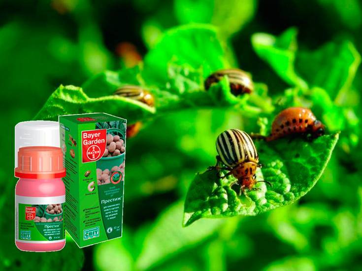 Деготь от колорадского жука: свойства, приготовление и использование на огороде