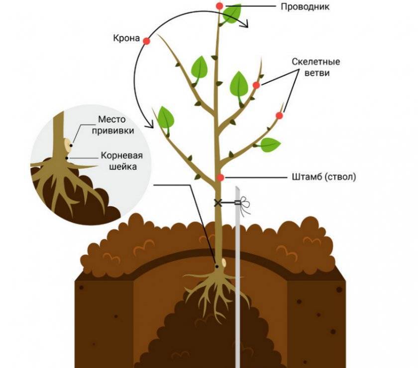 Как правильно посадить черешню: когда лучше делать посадку осенью или весной