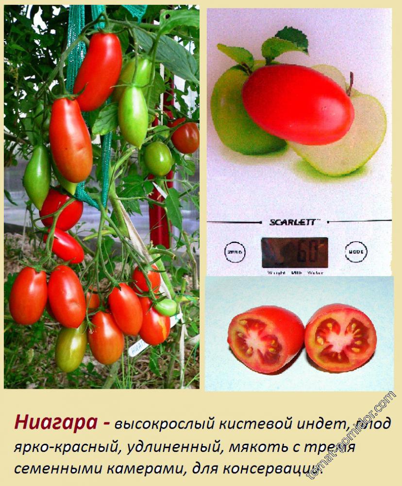 Томат ниагара: отзывы, фото, урожайность, описание и характеристика сорта | tomatland.ru