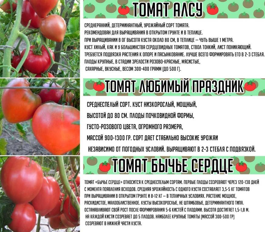Какие сорта томатов для открытого грунта наиболее сладкие?