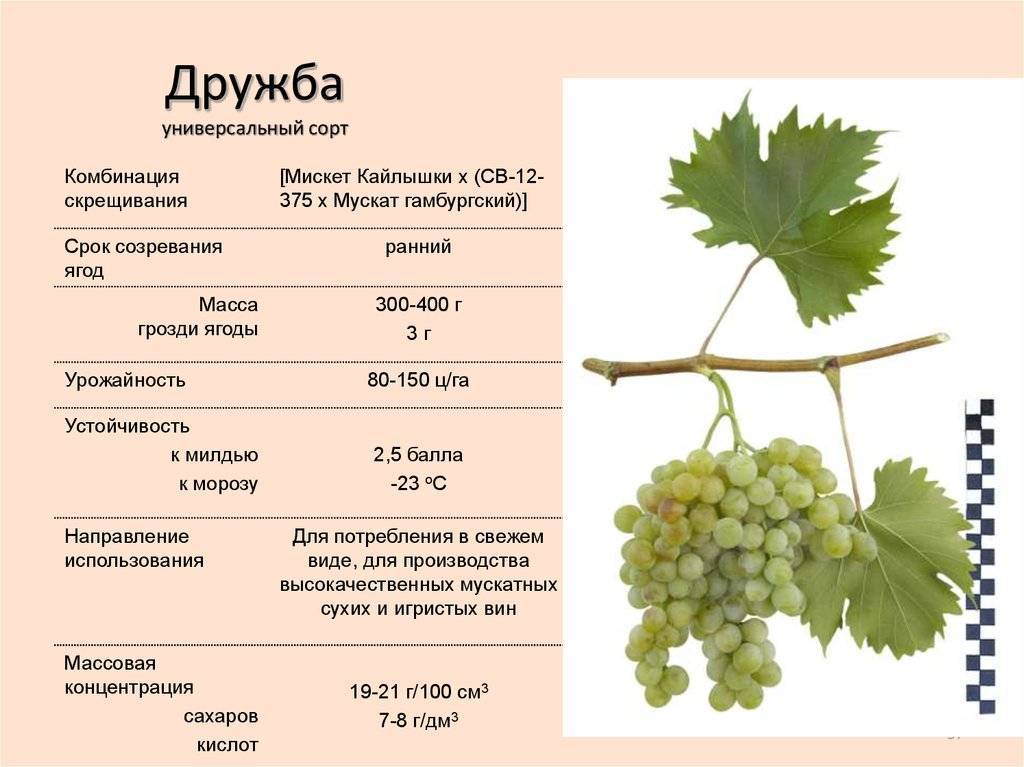 Как часто надо поливать виноград летом во время созревания ягод