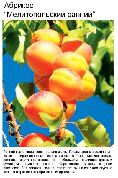 Выращивание абрикоса в сибири лучшие зимостойкие сорта посадка и уход с видео