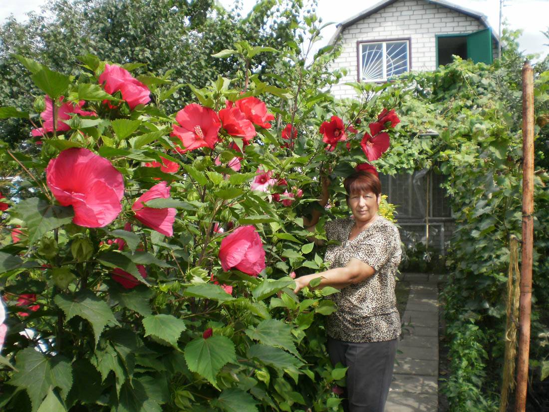 Применение гибискуса садового в ландшафте: как вырастить его на дачном участке
