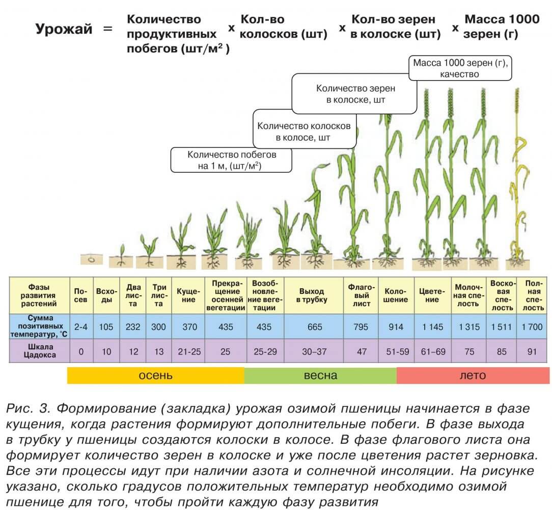Технология выращивания и возделывания чечевицы: как и где она растет, ее урожайность - все о фермерстве, растениях и урожае