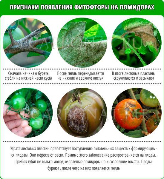 Распространенные болезни помидоров: фото и их лечение