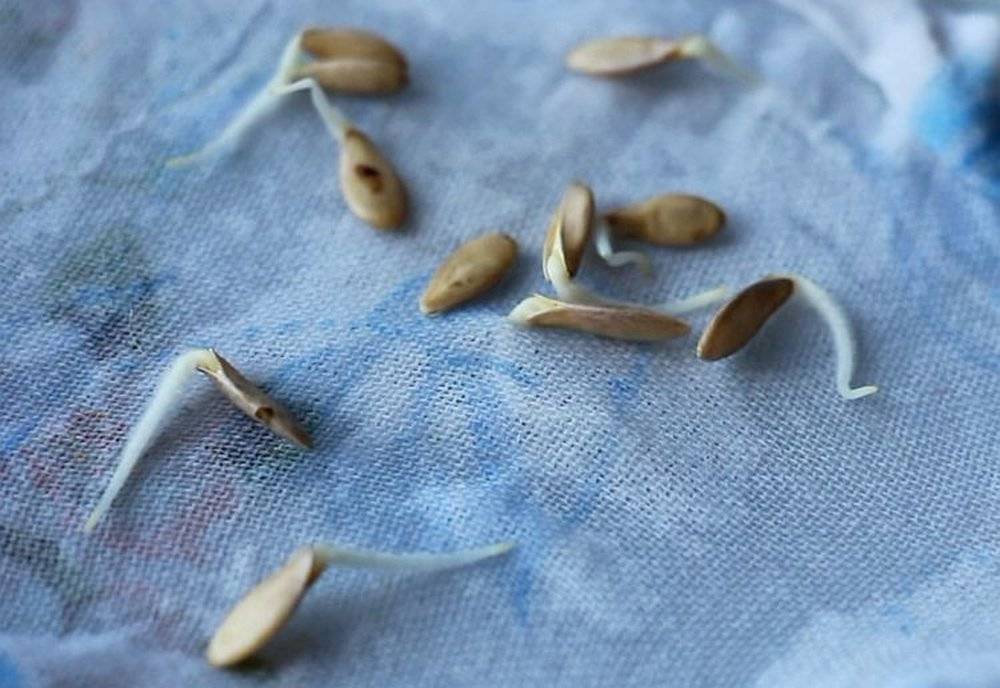 Как быстро прорастить семена огурцов перед посадкой